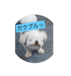 ましゅまろペキ（個別スタンプ：32）