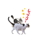 ゆずねこ（個別スタンプ：13）