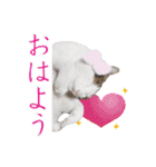 ゆずねこ（個別スタンプ：21）