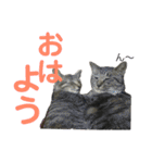 にゃんしーの仲間たち。（個別スタンプ：1）