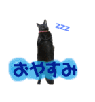 にゃんしーの仲間たち。（個別スタンプ：2）