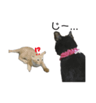 にゃんしーの仲間たち。（個別スタンプ：4）
