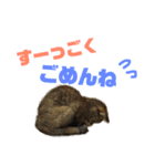 にゃんしーの仲間たち。（個別スタンプ：8）