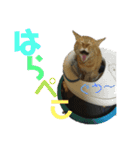 にゃんしーの仲間たち。（個別スタンプ：10）