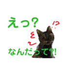 にゃんしーの仲間たち。（個別スタンプ：12）