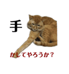 にゃんしーの仲間たち。（個別スタンプ：15）