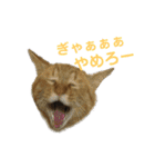 にゃんしーの仲間たち。（個別スタンプ：17）
