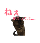 にゃんしーの仲間たち。（個別スタンプ：18）