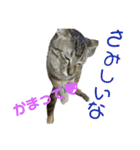 にゃんしーの仲間たち。（個別スタンプ：21）