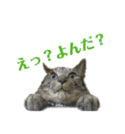 にゃんしーの仲間たち。（個別スタンプ：24）