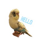 喋るインコその1（個別スタンプ：1）