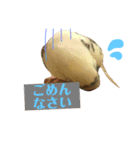 喋るインコその1（個別スタンプ：2）