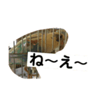 喋るインコその1（個別スタンプ：5）