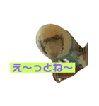 喋るインコその1（個別スタンプ：8）