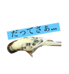 喋るインコその1（個別スタンプ：9）