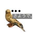 喋るインコその1（個別スタンプ：14）