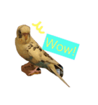 喋るインコその1（個別スタンプ：17）
