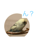 喋るインコその1（個別スタンプ：19）