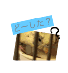 喋るインコその1（個別スタンプ：21）
