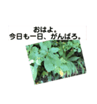 自然の一コマ1（個別スタンプ：3）