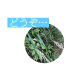 自然の一コマ1（個別スタンプ：9）