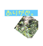 自然の一コマ1（個別スタンプ：14）