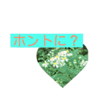 自然の一コマ1（個別スタンプ：15）