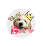 Raimuという名の犬3（個別スタンプ：1）