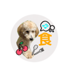 Raimuという名の犬3（個別スタンプ：2）
