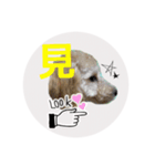 Raimuという名の犬3（個別スタンプ：4）