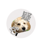 Raimuという名の犬3（個別スタンプ：5）