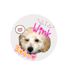 Raimuという名の犬3（個別スタンプ：6）