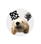 Raimuという名の犬3（個別スタンプ：7）