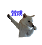 柴犬の戯言（個別スタンプ：1）