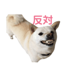 柴犬の戯言（個別スタンプ：2）