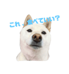柴犬の戯言（個別スタンプ：3）