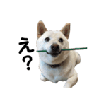 柴犬の戯言（個別スタンプ：4）