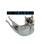 柴犬の戯言（個別スタンプ：5）