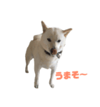 柴犬の戯言（個別スタンプ：6）