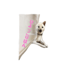 柴犬の戯言（個別スタンプ：7）