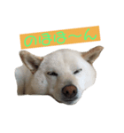 柴犬の戯言（個別スタンプ：8）