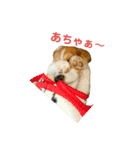 ビーグル犬【小太郎】のスタンプ（個別スタンプ：23）