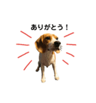 ビーグル犬【小太郎】のスタンプ（個別スタンプ：24）