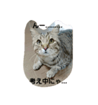 レオさんのスタンプ（個別スタンプ：14）
