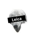 Leica  ゴールデンレトリバー（個別スタンプ：13）