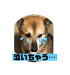 ナッツスタンプ⑦（個別スタンプ：5）