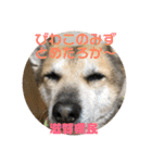 ナッツスタンプ⑦（個別スタンプ：7）