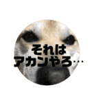ナッツスタンプ⑦（個別スタンプ：9）