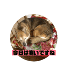 ナッツスタンプ⑦（個別スタンプ：12）