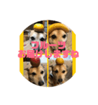 ナッツスタンプ⑦（個別スタンプ：13）